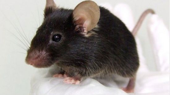 Japończycy stworzyli śpiewającą mysz [wideo] 1