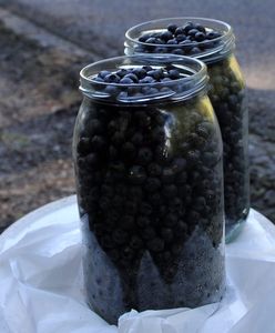 Są już pierwsze jagody leśne. Oto ile kosztują