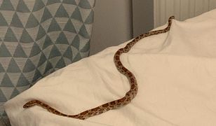 Warszawa. Wąż drzemał w łóżku. "Wybiegłam z krzykiem"
