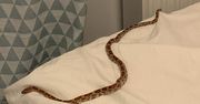 Warszawa. Wąż drzemał w łóżku. "Wybiegłam z krzykiem"
