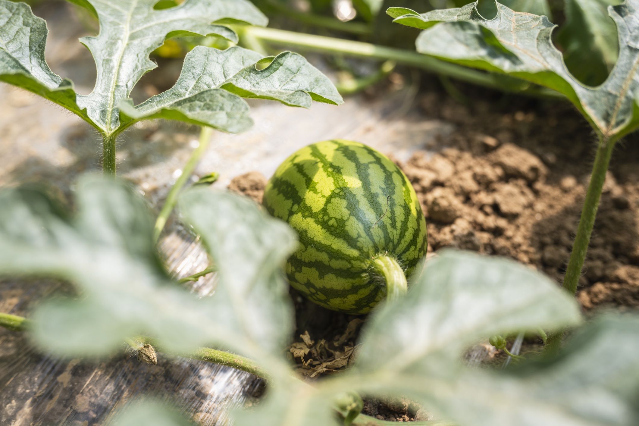 Jak uprawiać arbuza w polskich warunkach?