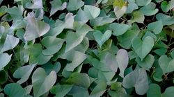 Nie każdy wie, że można je jeść. Dbają o jelita, sycą na długo