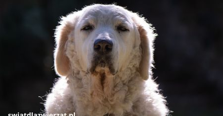 Kuvasz – dlaczego ta biała rasa z Węgier budzi podziw i respekt?