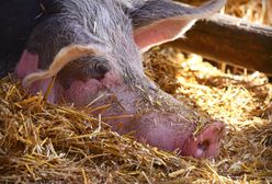 Mazowieckie. Zderzenie ciężarówek. W jednej było 150 świń