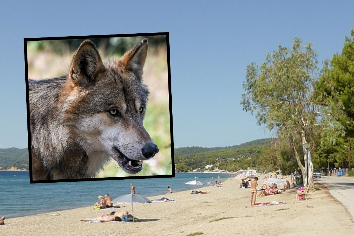 Wilk zaatakował 5-letnią dziewczynkę na plaży w Grecji. Służby reagują