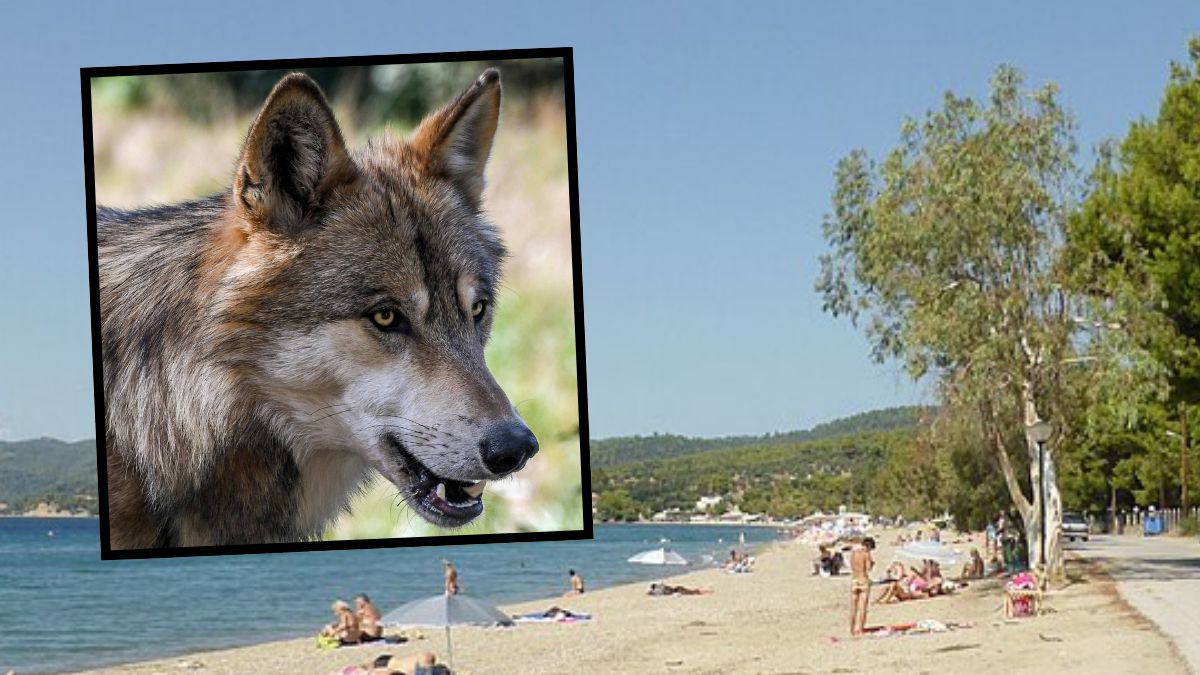 Wilk zaatakował dziewczynkę na plaży w Grecji