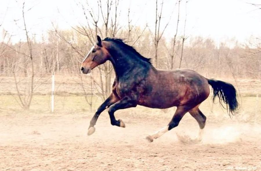 The sad fate of a police horse. Served 12 years, can't count on a pension