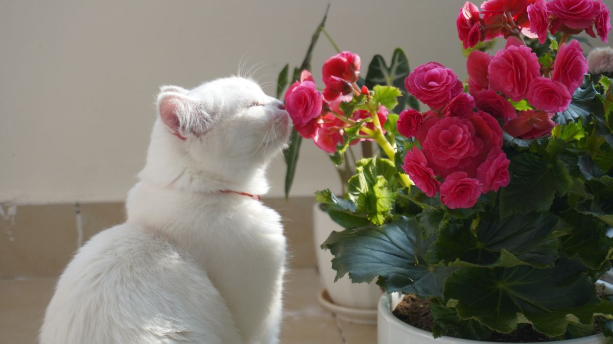 Kot i roślina doniczkowa.