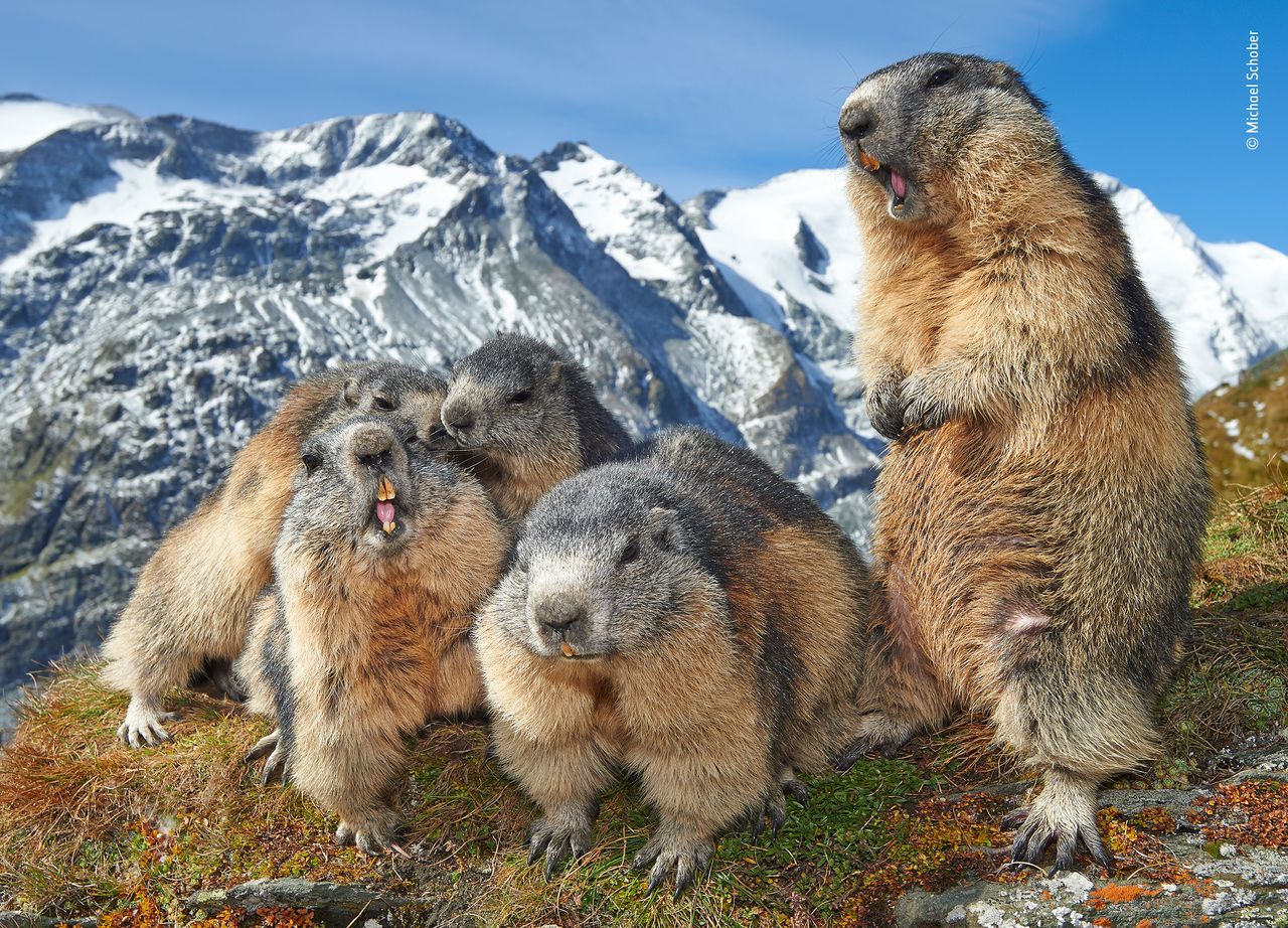 Finaliści nagrody publiczności w konkursie Wildlife Photographer of the Year 2019