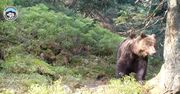 Niedźwiedź na Babiej Górze. "Kawał drogi przeszedł"