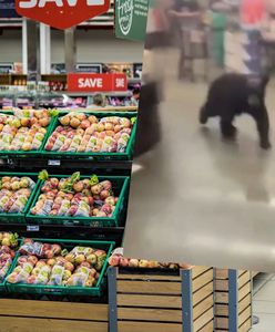 Stany Zjednoczone. Panika w markecie. Niedźwiedź wpadł między półki!