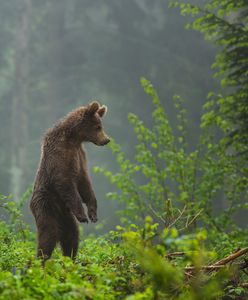 Spotkanie z niedźwiedziem w górach. Tego absolutnie nie rób