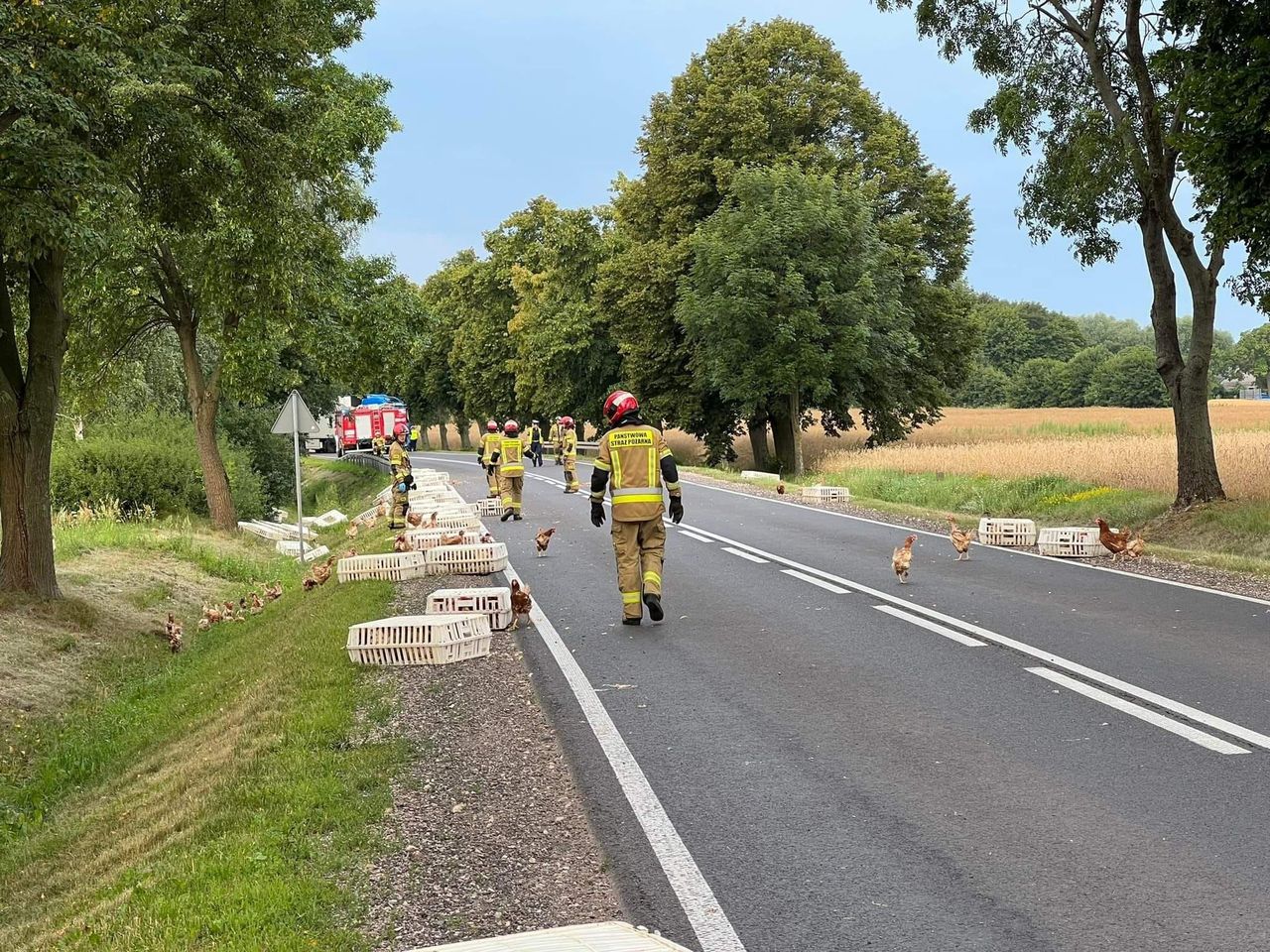 Wypadek pod Płockiem. Na drogę wypadły kury