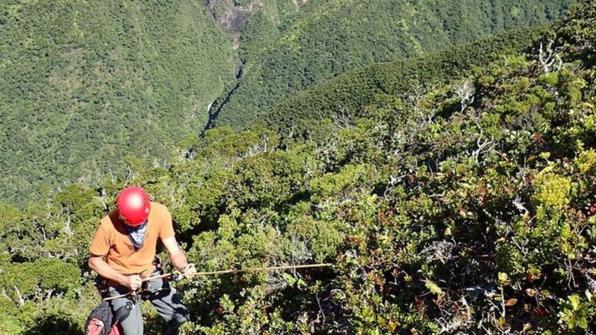 Do odkrycia nowej rośliny doszło na zachodniej części wyspy Maui na Hawajach