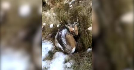 Wyszedł na spacer po swojej farmie. Nie mógł uwierzyć w to, co zobaczył