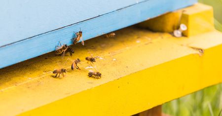 Wrocław. Adopcja pszczół i warsztaty edukacyjne. Akcja "Dzikie w mieście" w pełni