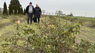 Gm. Wierzbinek: Na polu pigwowiec zamiast żyta. Pomysł, który zaowocował