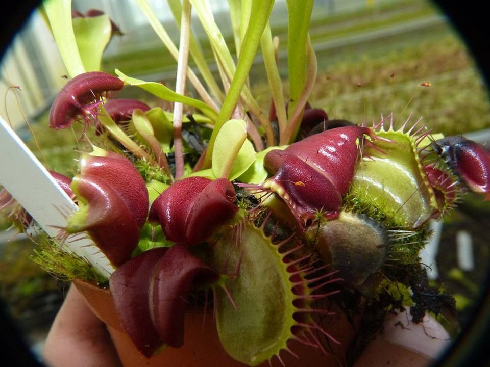 Wystawa Roślin Mięsożernych w Ogrodzie Botanicznym UW