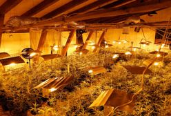 Mazowieckie. Plantacja marihuany w powiecie otwockim. Właściciel z zarzutami