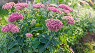Piękny i odporny rozchodnik. Pancerny król rabat przetrwa suszę i mróz