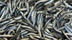 Kuchnia nordycka i jej zdrowotne sekrety