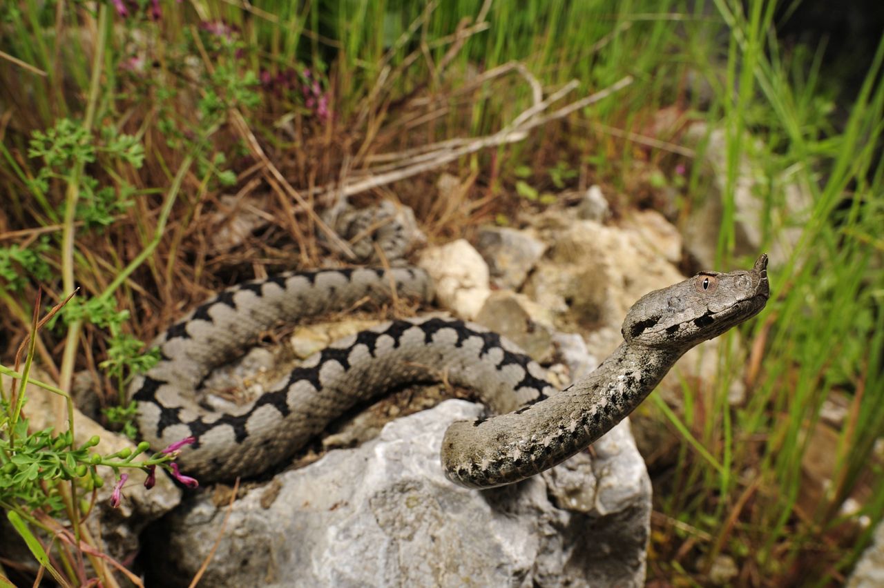 Nose-horned vipers observed in Croatia