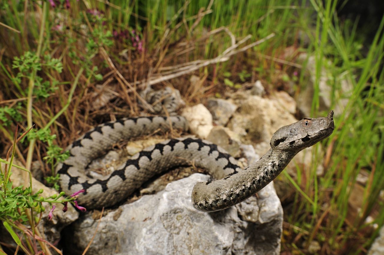 Horned viper sightings near schools raise alarm in Zadar