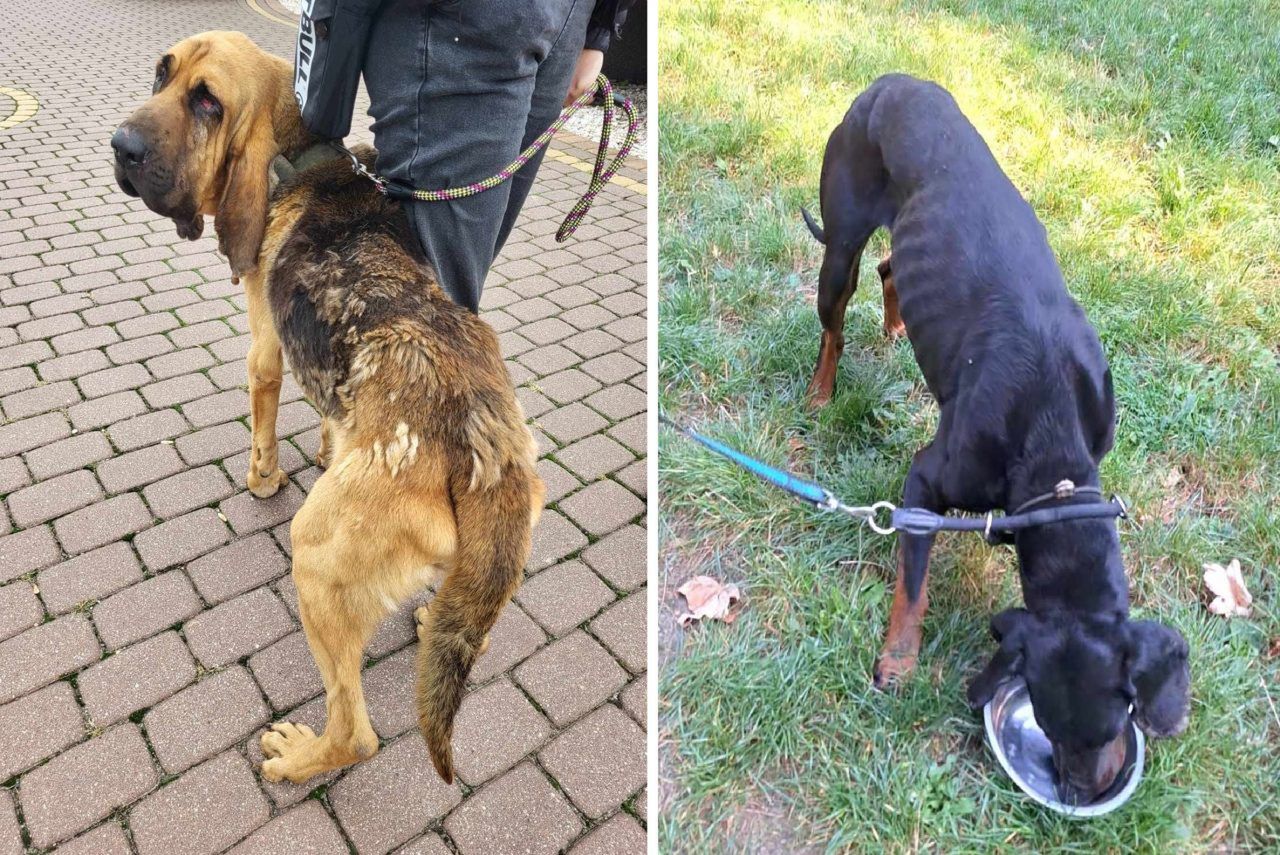 Gmina Trzemeszno: Wyrok w sprawie psów w stanie kachektycznym
