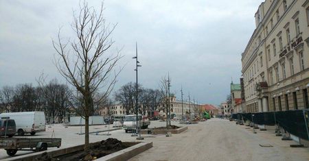 Drzewa przyjechały na plac Litewski. Są to czerwone kasztanowce (zdjęcia)