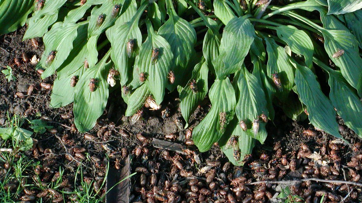 Już niedługo "inwazja cykad" w USA