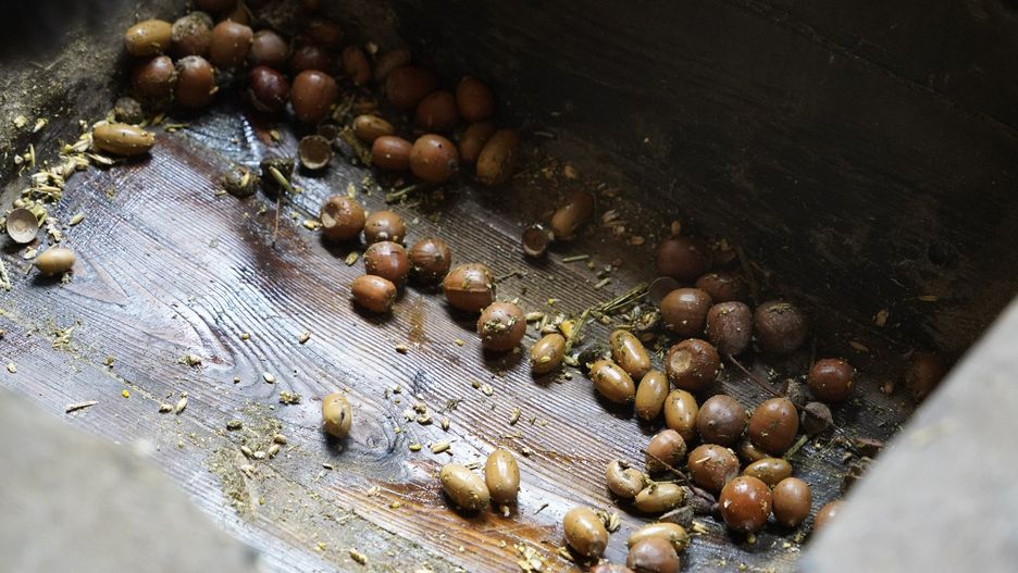 Pokazowa Zagroda Żubrów w Pszczynie