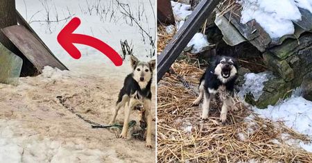 Odkrycie na prywatnej posesji. Tak trzymali psy na mrozie