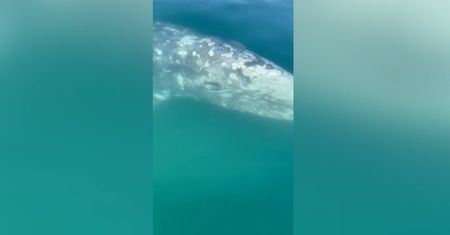Pływacz szary w Zatoce Neapolitańskiej. Nurkowie w szoku