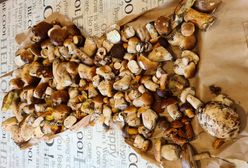 Grzyby - ruszył sezon. 144 prawdziwki w półtorej godziny