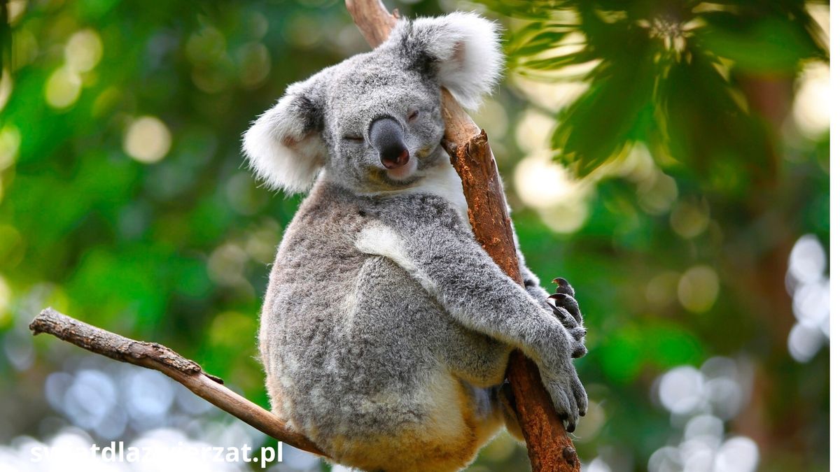 koala Australia chlamydia