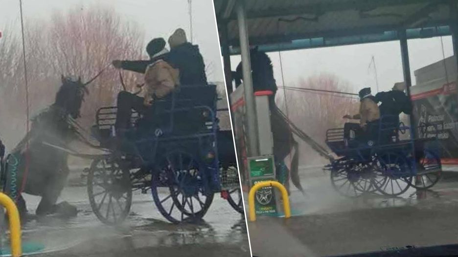 Chcieli umyć konia myjką ciśnieniową 