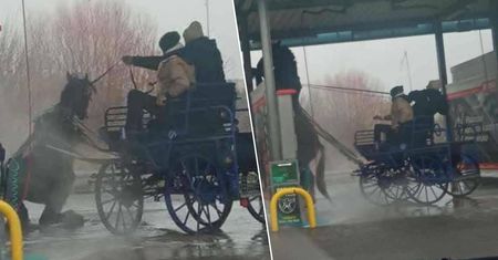 Nowe szczegóły o szokującym incydencie z koniem. Złożył zeznania