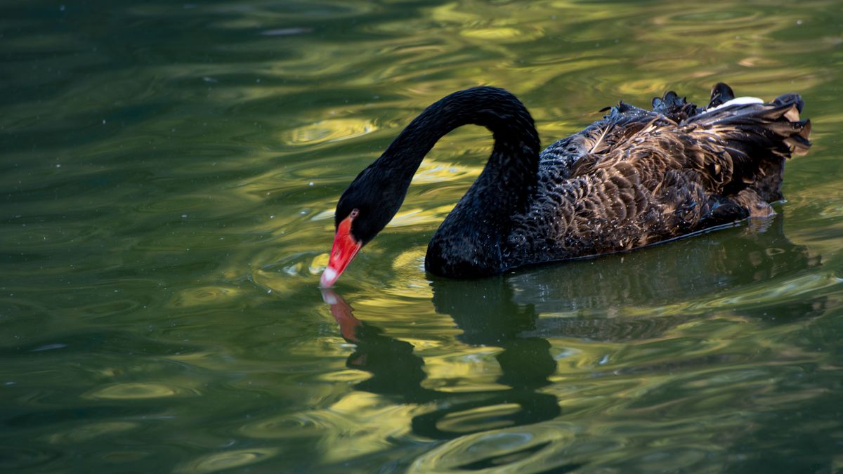 Zamieszkuje Australię wraz z Tasmanią; introdukowany na Nowej Ze