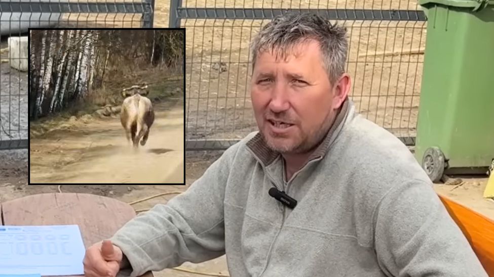 Andrzejowi z Plutycz z "Rolnicy. Podlasie" uciekła krowa