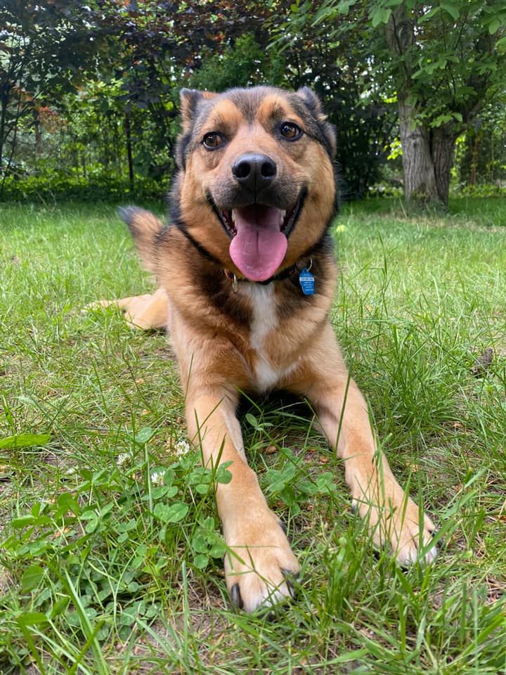 Dzień Kundelka na Pudelku! Nasi czytelnicy dzielą się z nami zdjęciami swoich pupili 