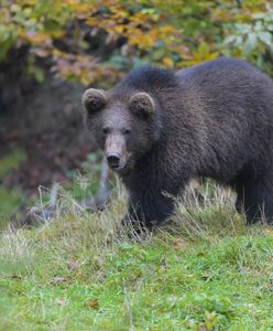 Młoda niedźwiedzica sieje postrach w bieszczadzkiej gminie. Wójt apeluje o pomoc