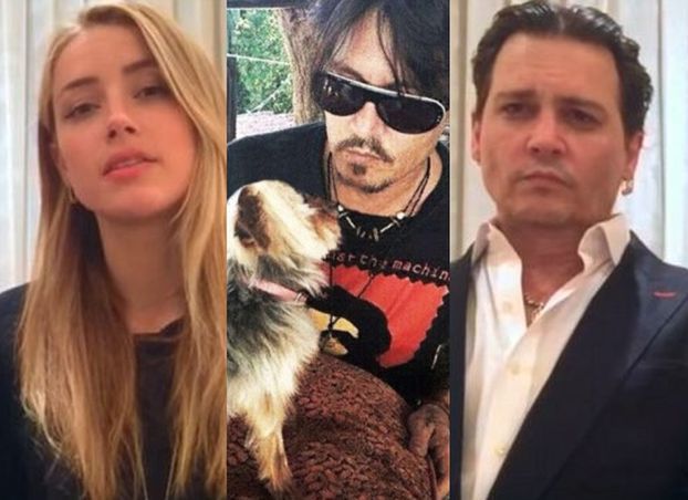 Johnny Depp i Amber Heard przepraszają za przemycenie psów do Australii!