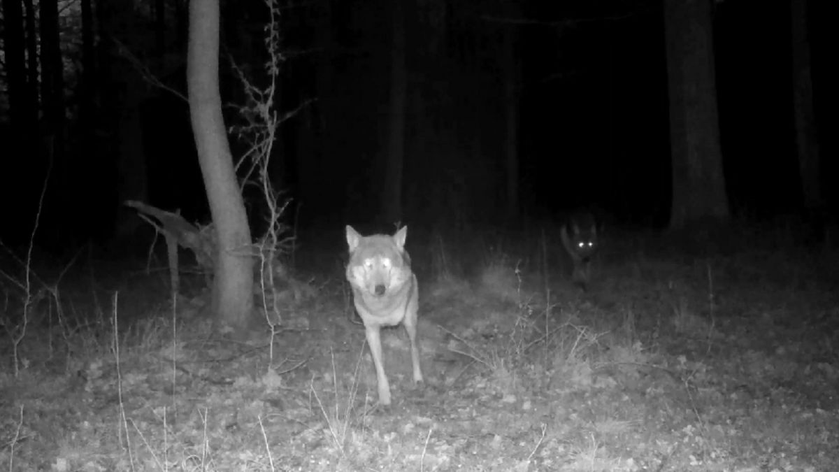 Jeden z wilków stale pilnuje, czy "trójłapek" nadąża za stadem