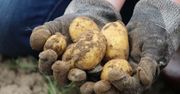 Import wypiera polskie ziemniaki. Rolnicy żądają kontroli i wsparcia