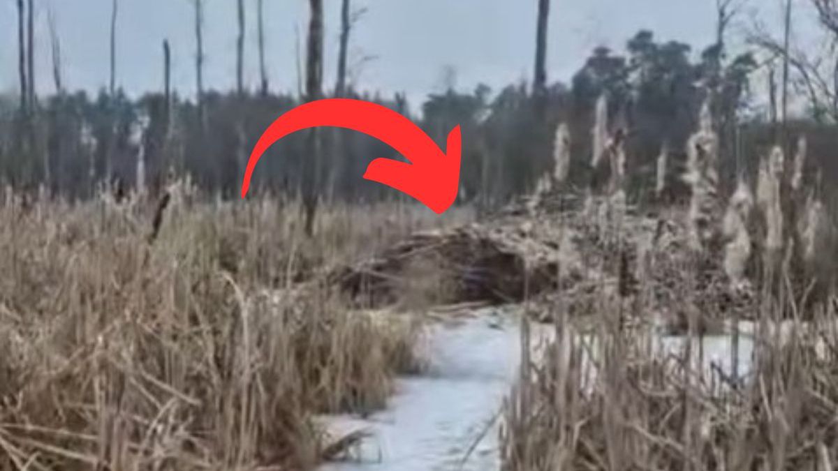 Leśnicy z Reska pokazali "bobrowe królestwo"