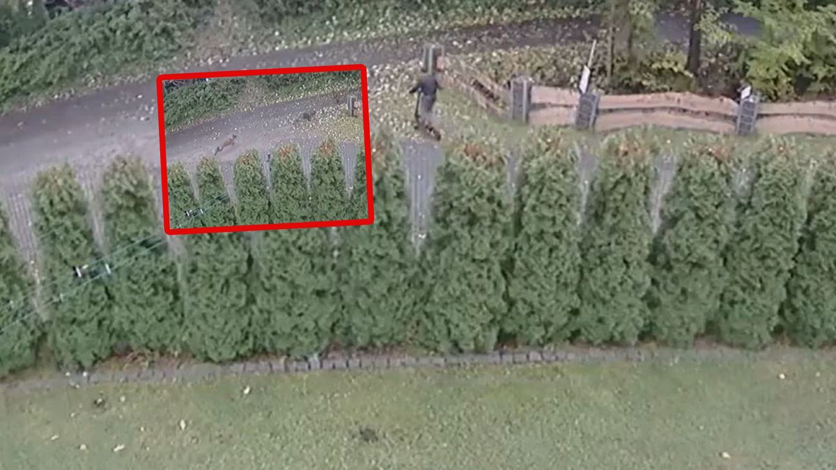 Wielkie psy ruszyły za chłopcem.