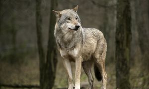 Myśliwy zabił wilka. Tłumaczył, że pomylił go z lisem. Jest decyzja sądu
