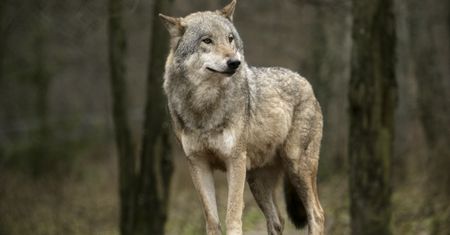 Myśliwy zabił wilka. Tłumaczył, że pomylił go z lisem. Jest decyzja sądu