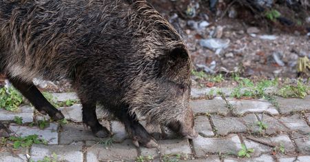 Warchlaki z ASF. Niepokojące doniesienia z Gdyni