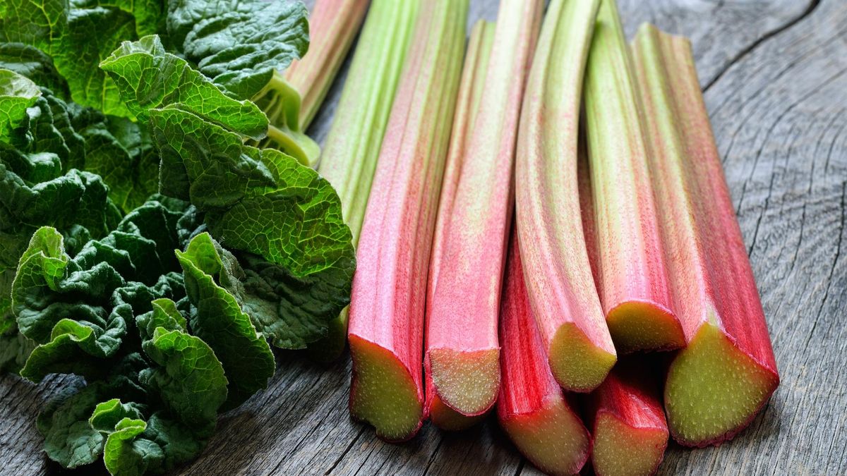 Rabarbar polecany jest osobom zmagającym się na choroby jelit